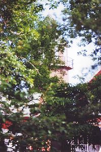 Tower through the trees.