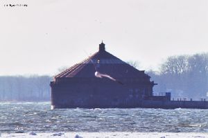 Close up of the Intake Crib Light with sea gulls.