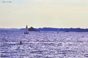 Sailboats out in Buffalo Harbor by lights.