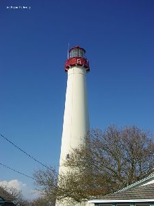 Tree in front of the house.