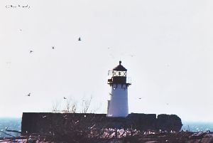 Birds flying around the lighthouse.