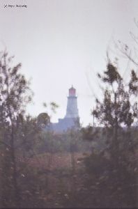 Blurry picture of the lighthouse through trees.