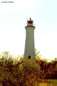 The lighthouse as it towers over trees.