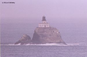 Close up of "Tilly" on the rock.
